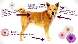 Diagram of a dog showing the physical effects of seasonal allergies or atopy