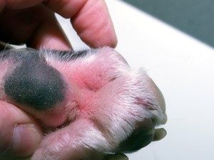 what does it mean when a dogs paws are red