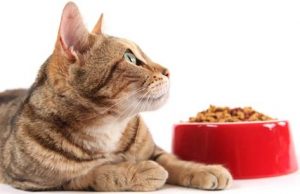 Blog - Food - Cat and food bowl