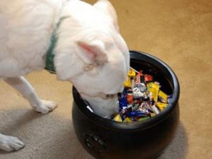 White dog with nose in dish full of candy