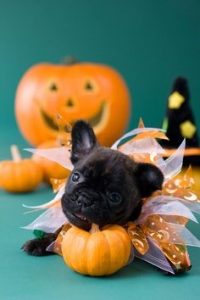 Pug puppy chewing on gourd