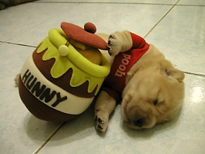 Puppy wearing Pooh shirt holding "Hunny" jar