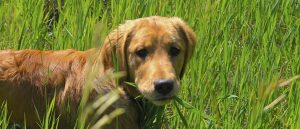 Retriever standing eating grass