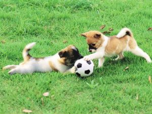 2 Puppies Playing With Soccer Ball