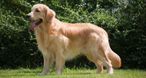 Beautiful Golden Retriever standing