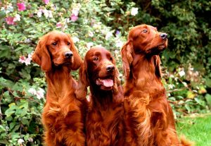 Three pretty Irish Setter dogs