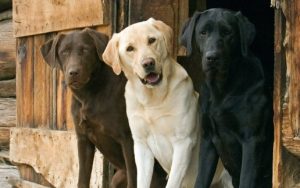 Three cute Labrador Retrievers sitting