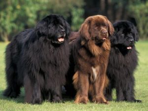 Three Newfoundland dogs standing in a row