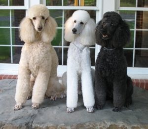 Three Standard Poodles Sitting Attentatively