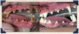 Before and after photo of dog's teeth