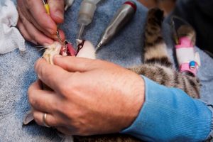 Performing a feline dental procedure