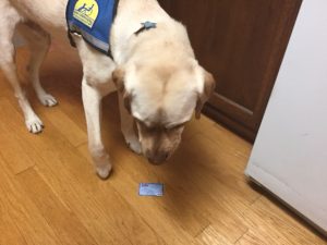 Service dog looking at credit card on floor