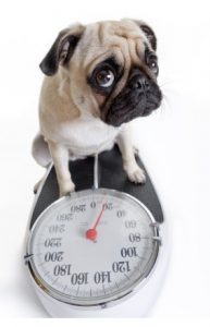 Pug standing on scale
