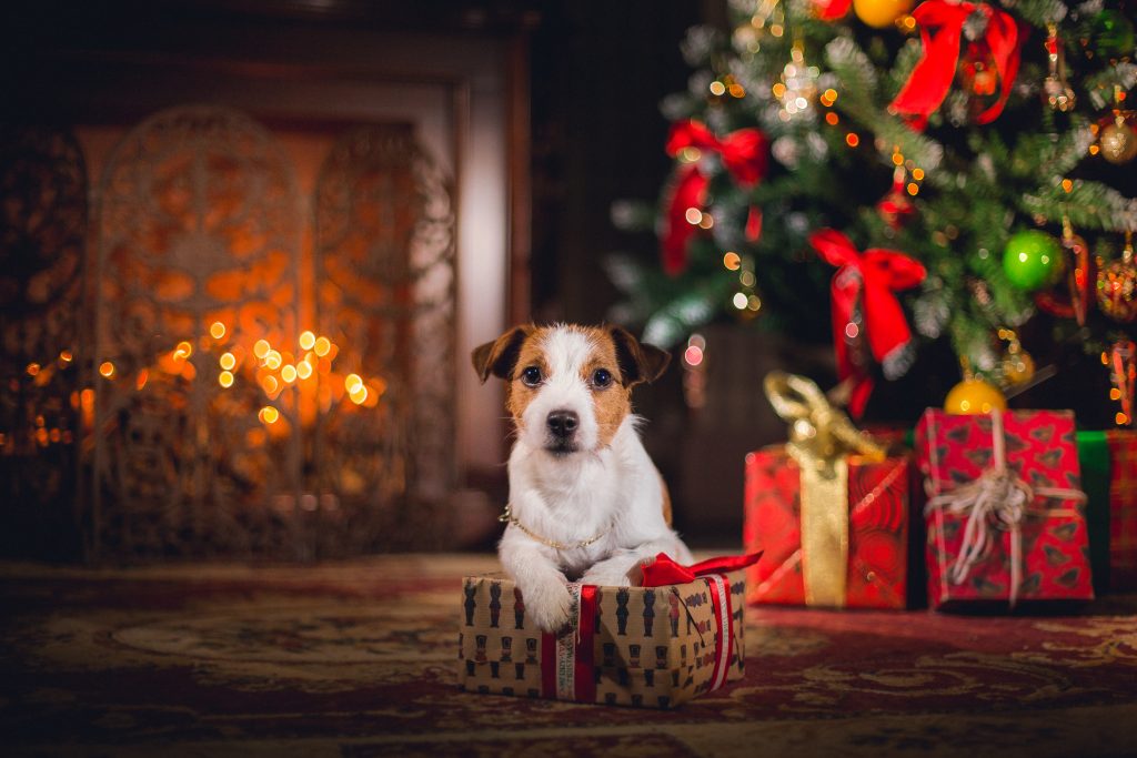 Ultimate Pet Presents for the Holidays
