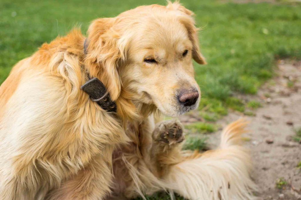 Scratch that Itch: Getting a handle on Allergies in Pets