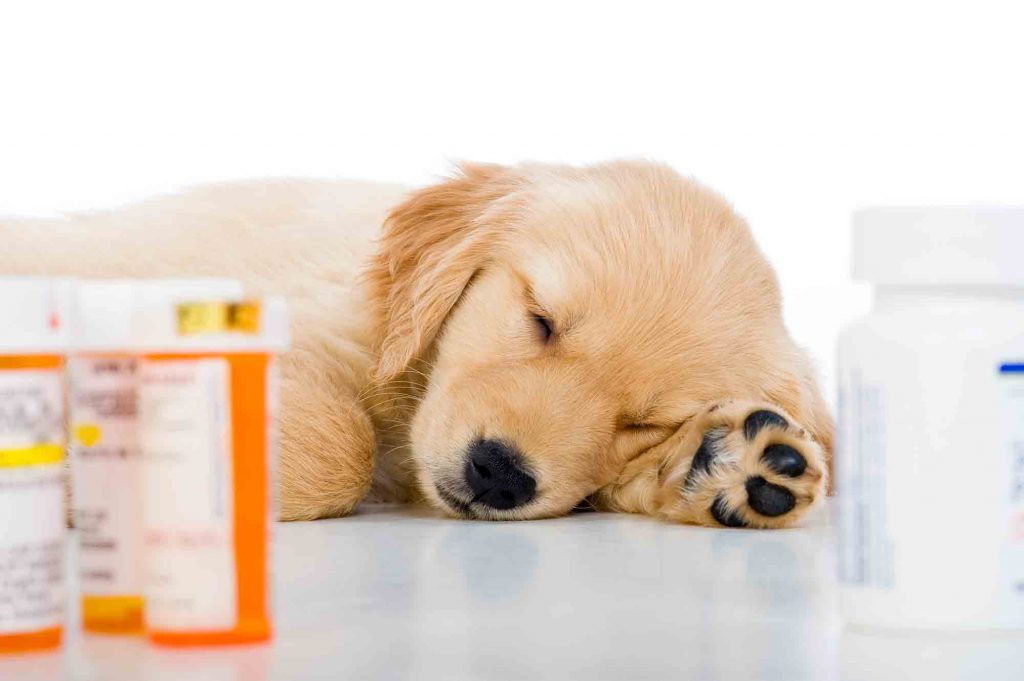 Pet Toxins in the Medicine Cabinet