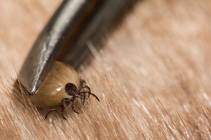what to do after removing a tick from a dog