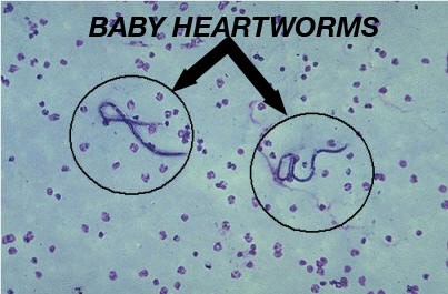 Baby heartworms sales