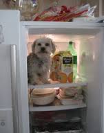 dog in fridge