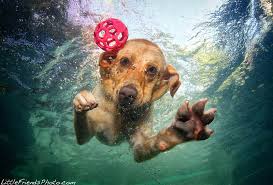 lab underwater