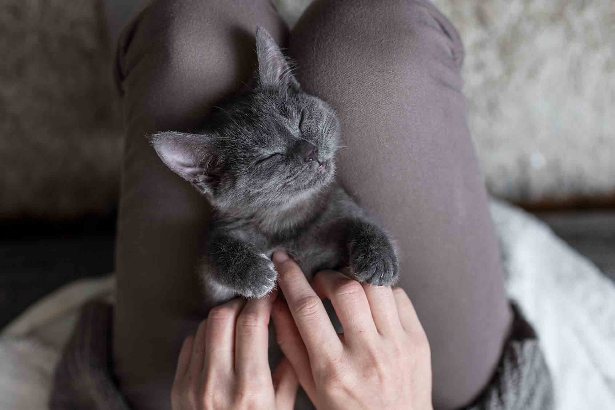 Relaxed And Happy Cat Laying In A Human's Lap