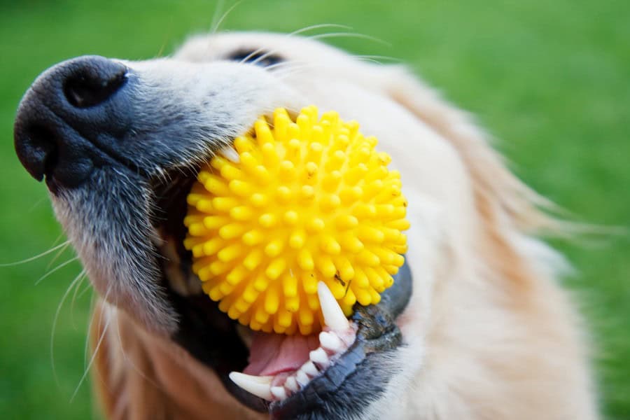 How to Choose Safe Chew Toys for Your Pet