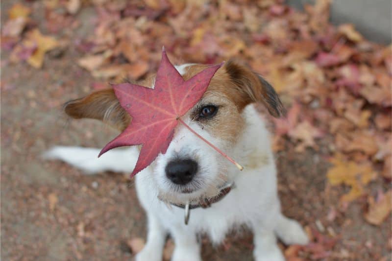 Protect Your Furry Friends with Our Fall Pet Safety Tips