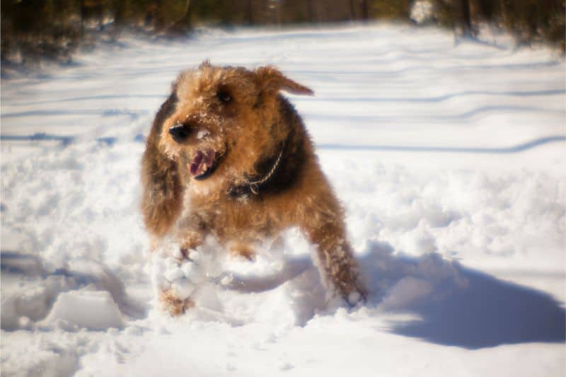 When It Comes to Avoiding Injury, Winter Paw Care Saves the Day ﻿