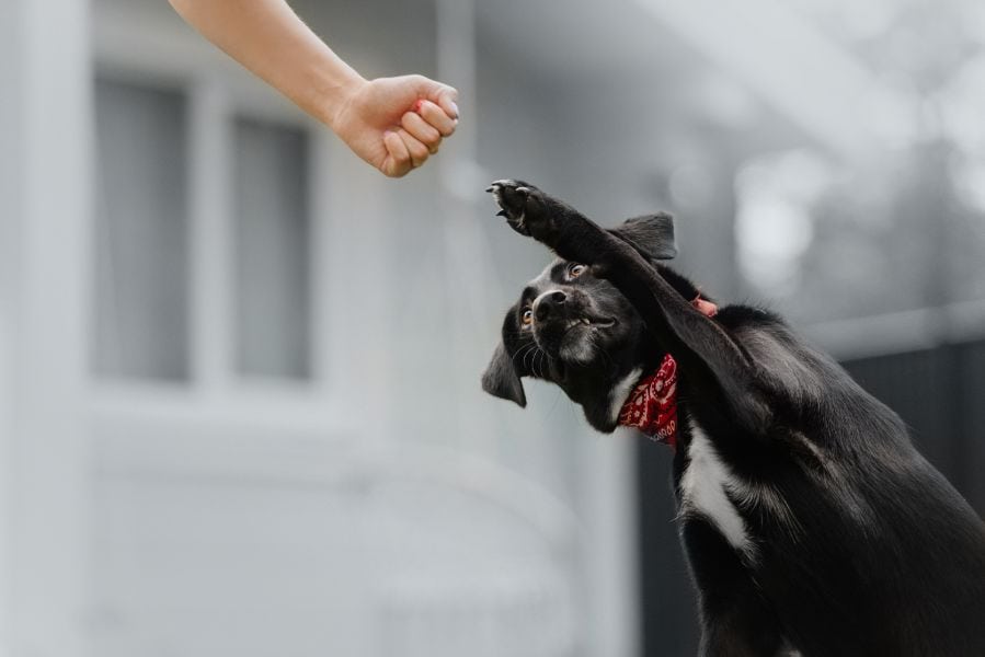 A Corny Conundrum: Why Do My Dog’s Paws Smell like Corn Chips?