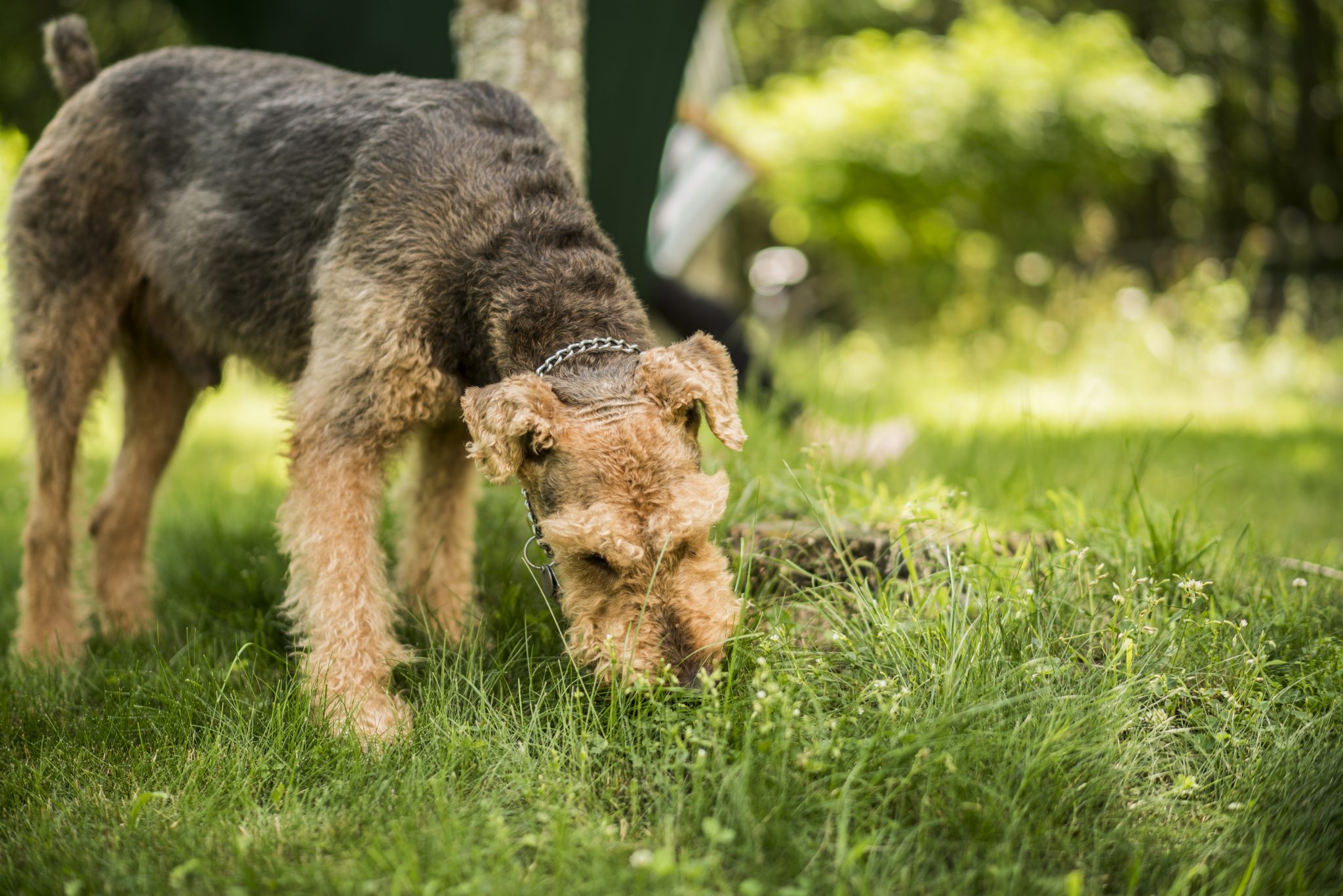 why-do-dogs-eat-grass-archives-dupont-veterinary-clinic