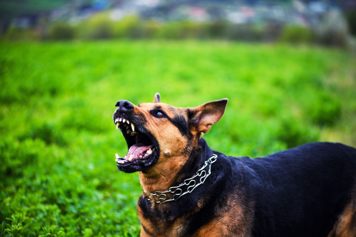 Aggressive dog behavior Archives | Dupont Veterinary Clinic
