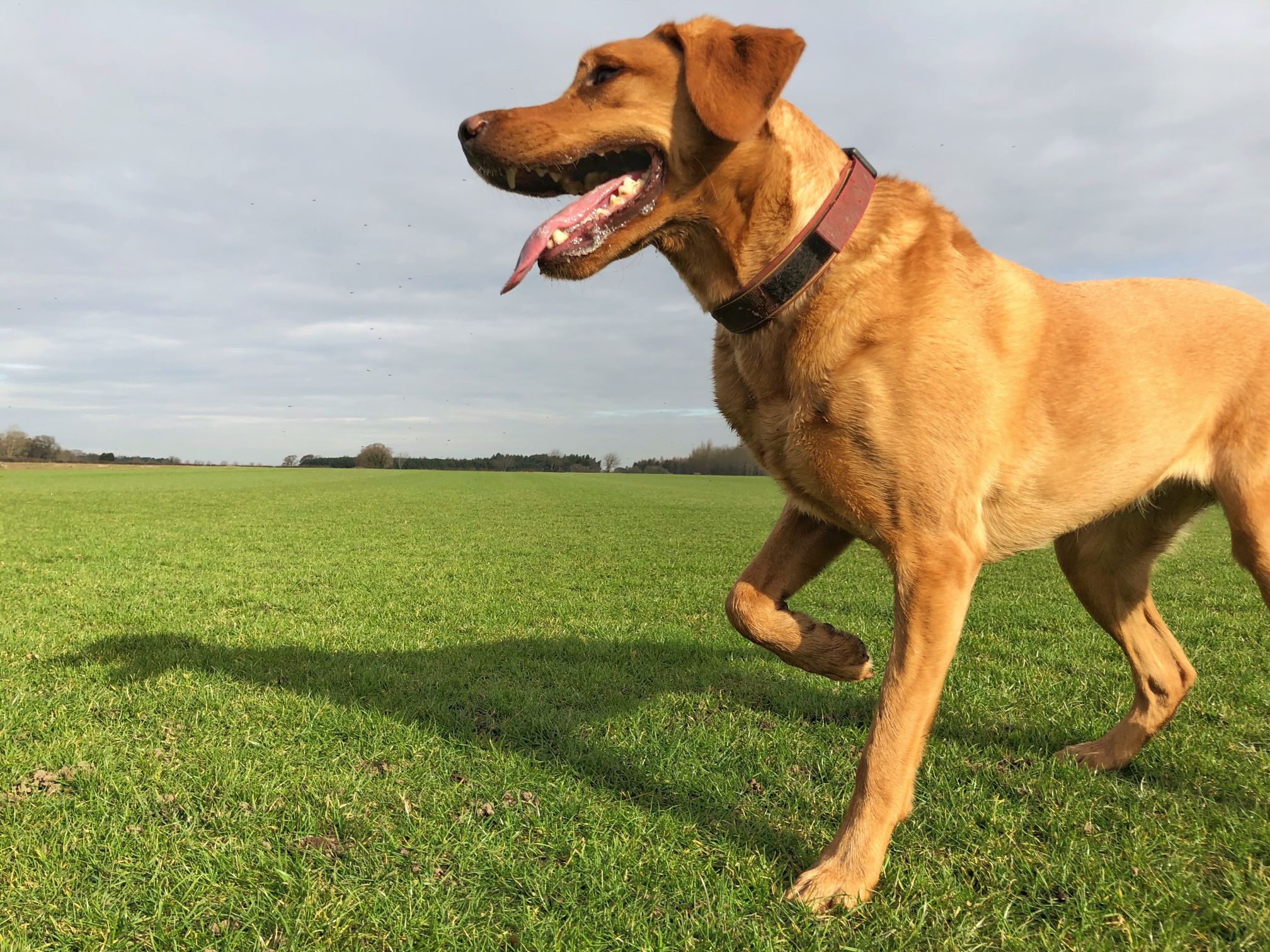 Your Dog Has A Limp Time To Investigate Why Dupont Veterinary Clinic