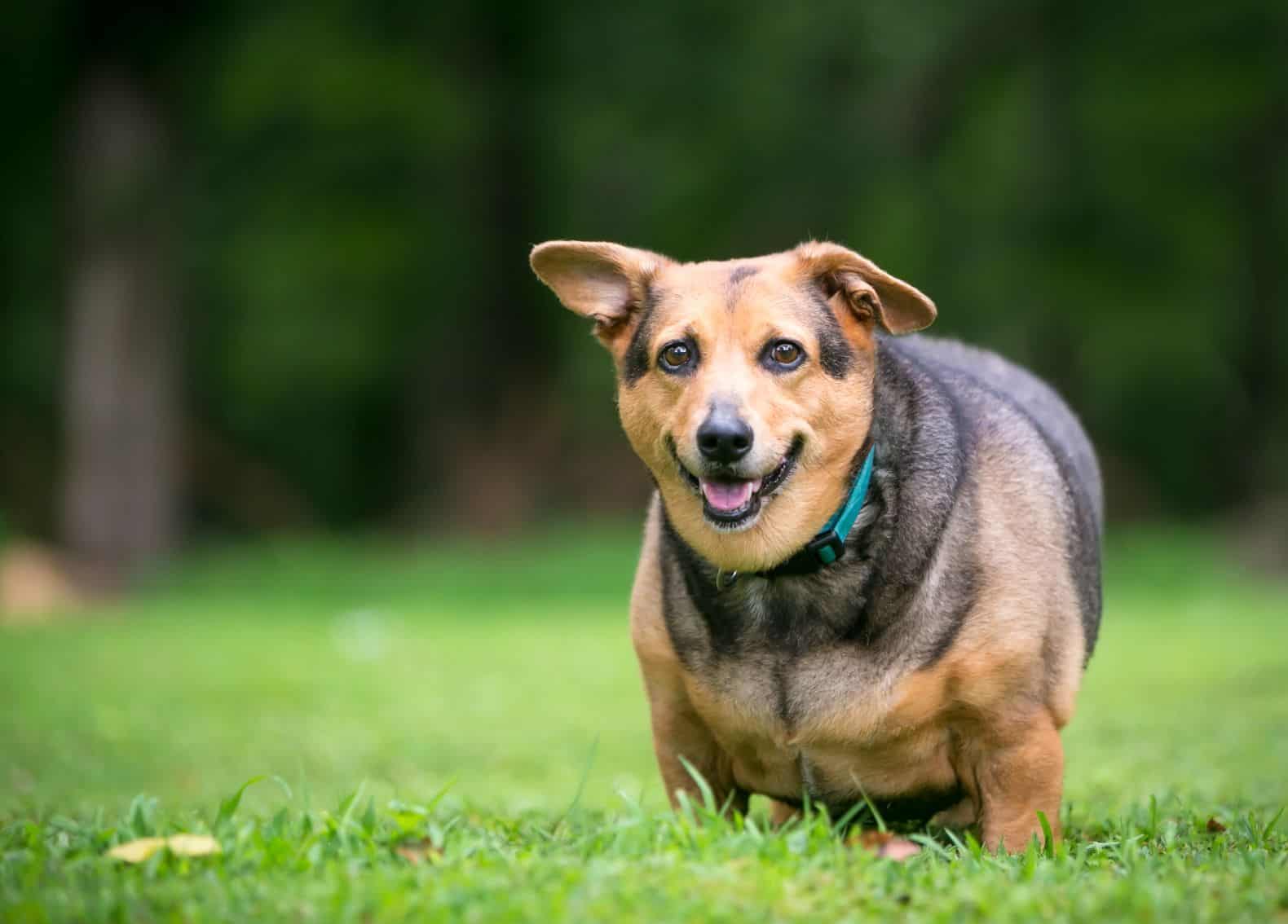 Pancreatitis in Pets: How to Prevent and Treat This Pain in the Tummy