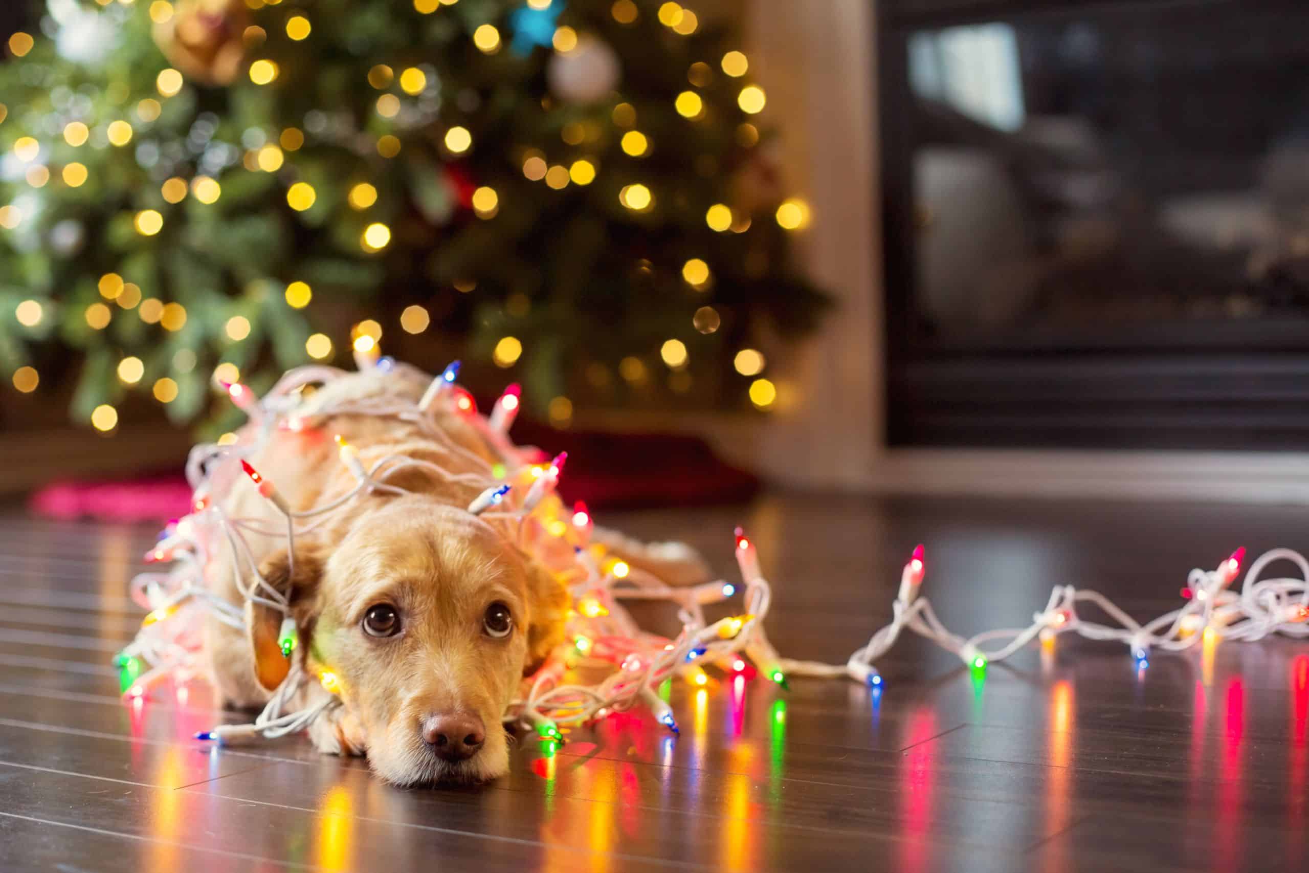 Holiday Pet Safety In and Around the Home