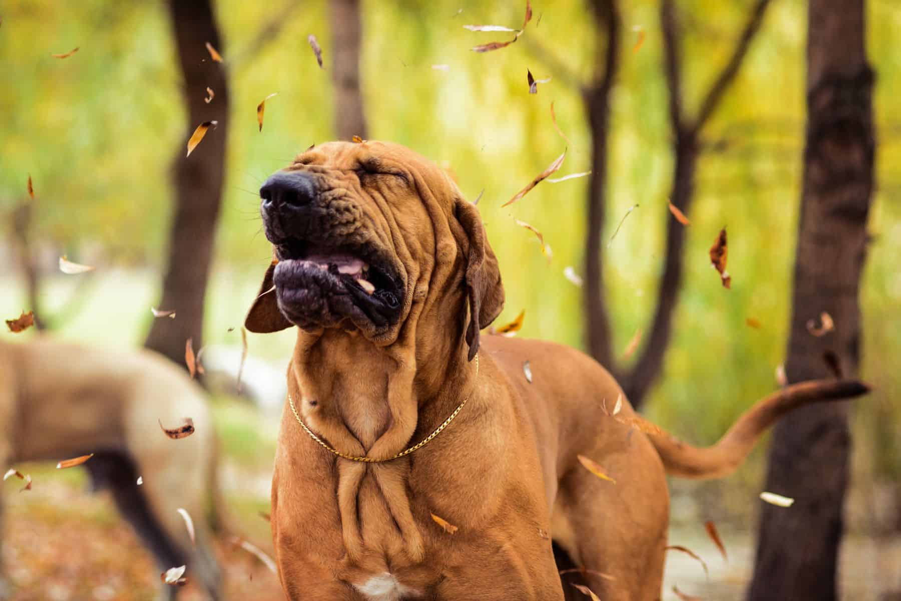 The Dreaded Reverse Sneeze: Pet Danger or No Big Deal?