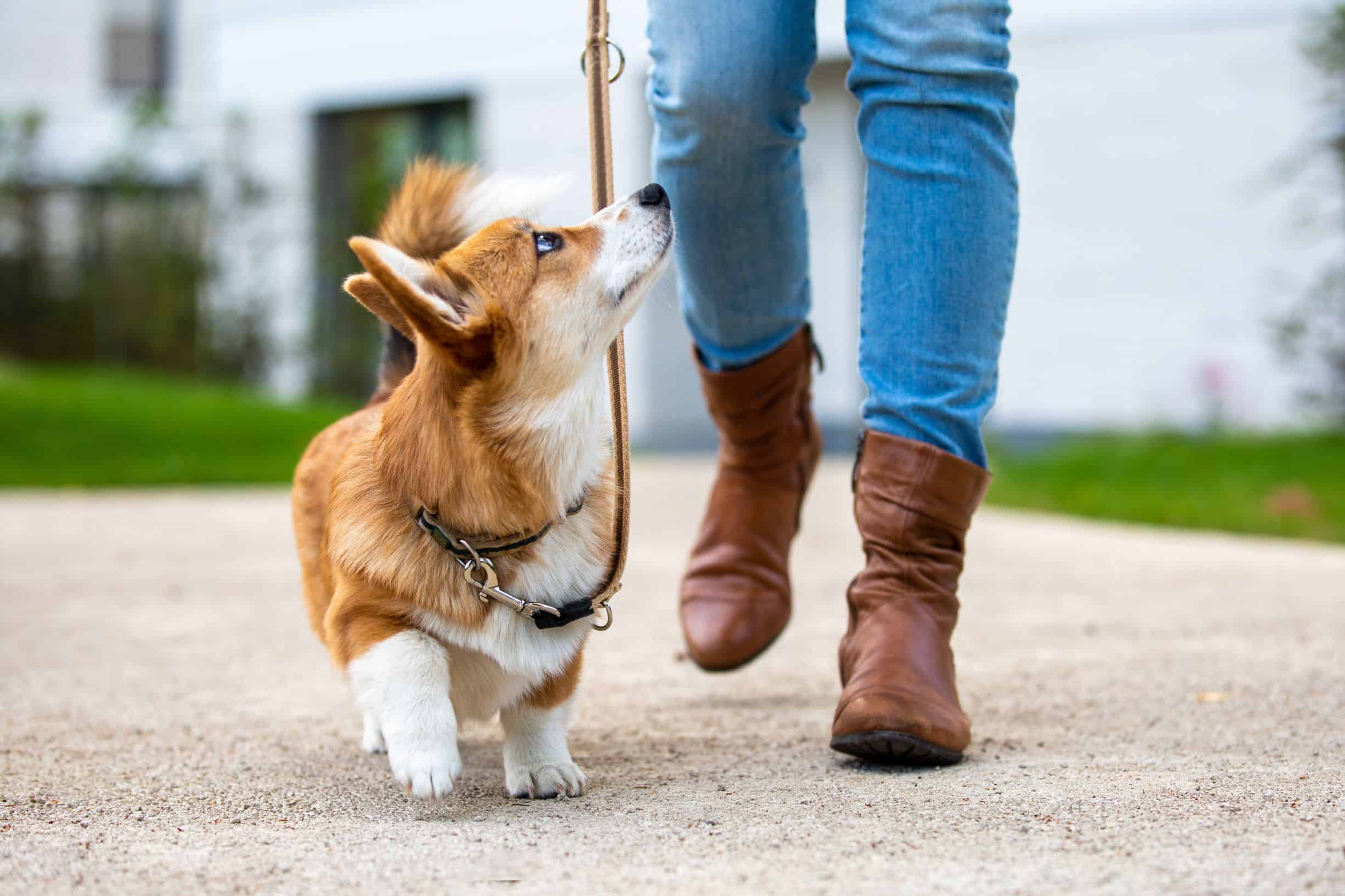 How to Leash Train a Puppy in 5 Easy Steps