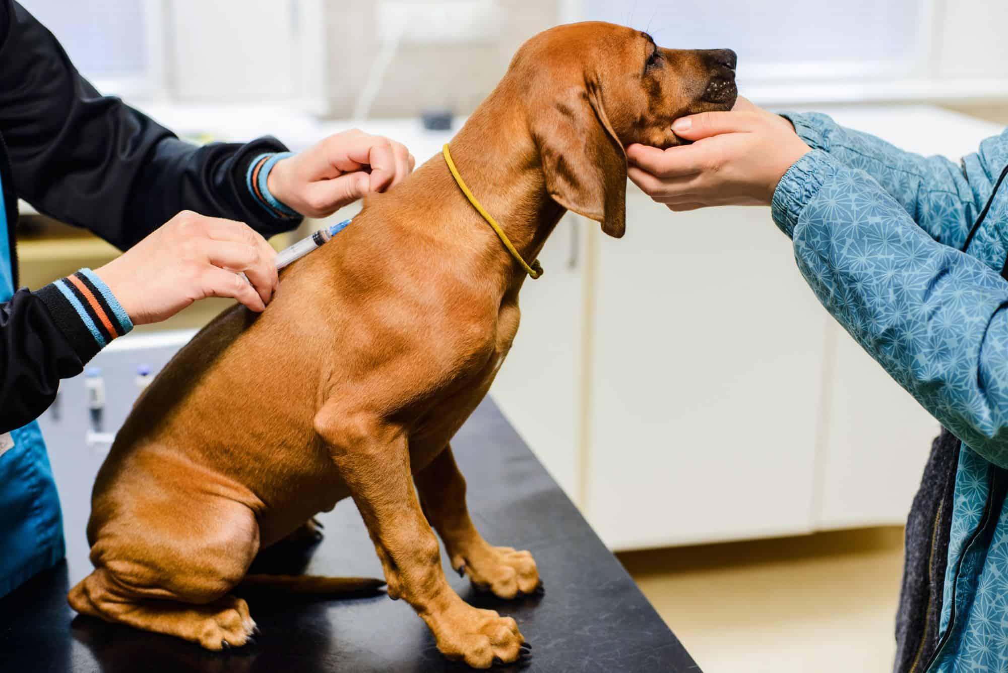 Understanding Dog Vaccines