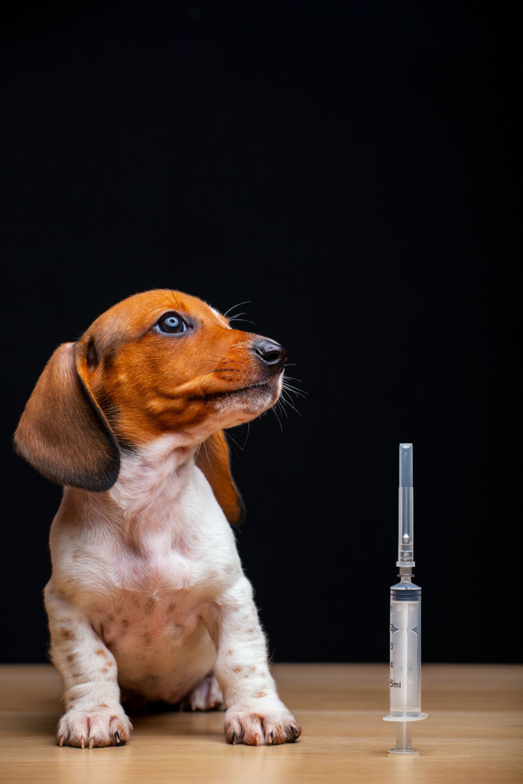 Canine diabetes clearance treatment