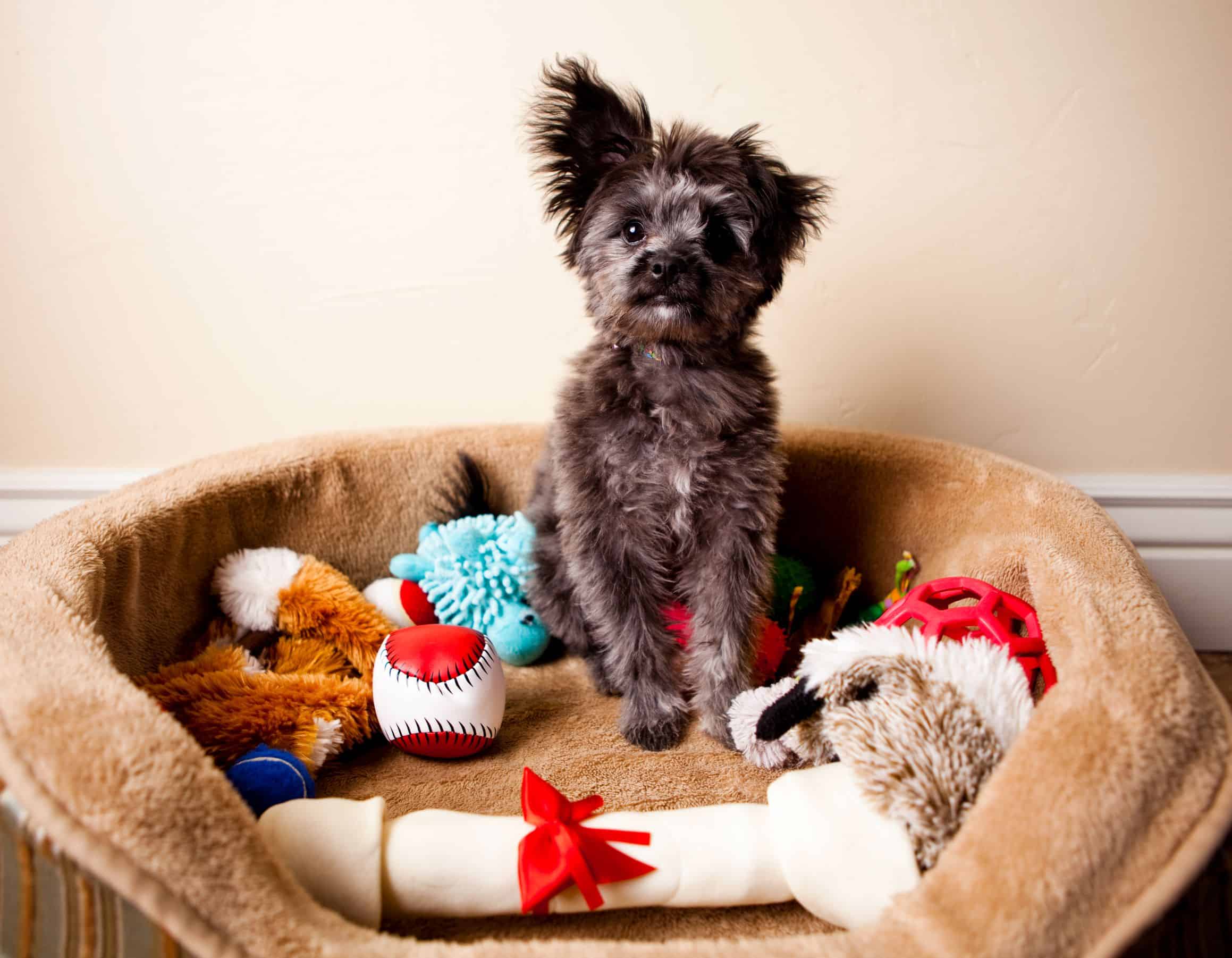 How to Score Trending Pet Toys This Holiday Season