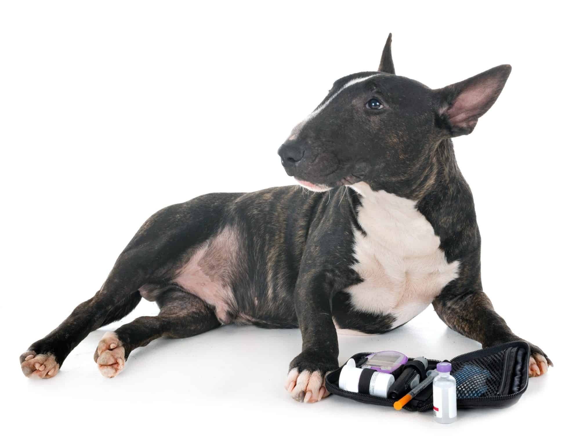 An Owner’s Guide to Diabetes in Pets