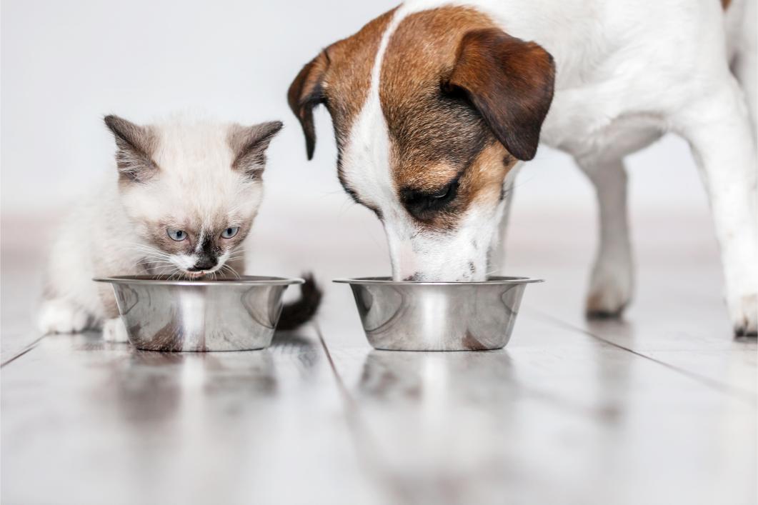 Food Allergies and Pets: We’re Here to Help