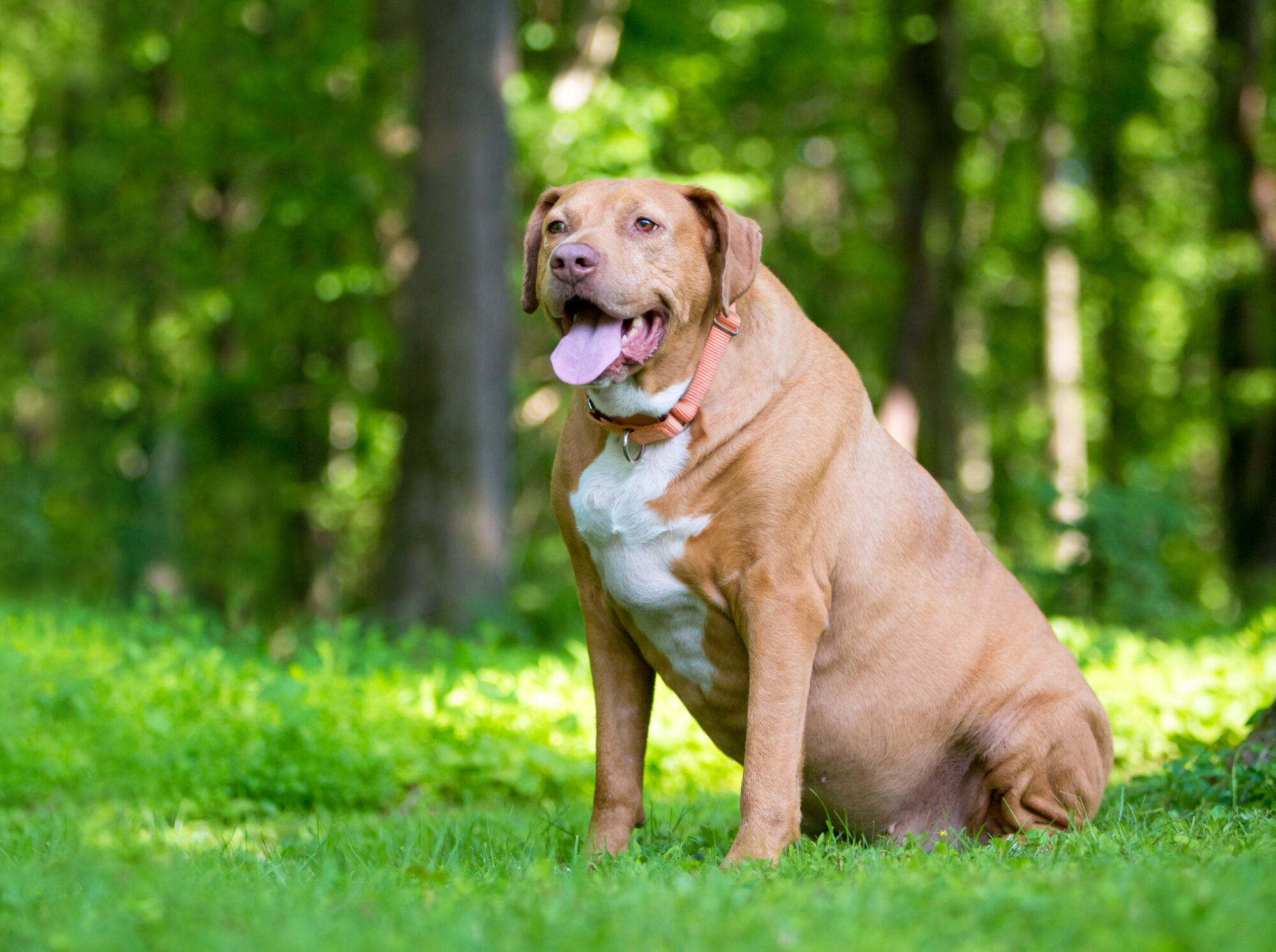 Pet Obesity