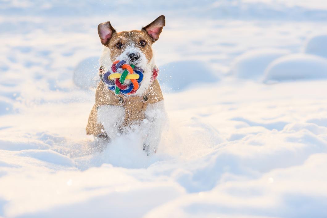 Recognizing and Treating Pet Hypothermia and Frostbite