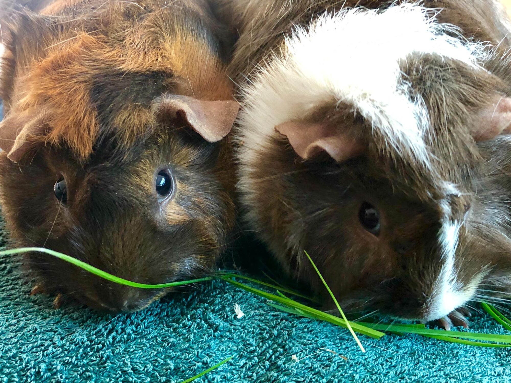 Pocket Pets 101: Preventive Care Tips for Hamsters, Guinea Pigs, and More