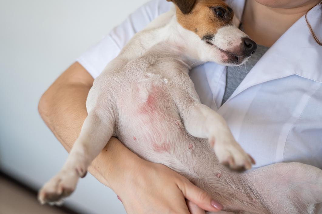 Understanding and Managing Pet Skin Fungal Infections