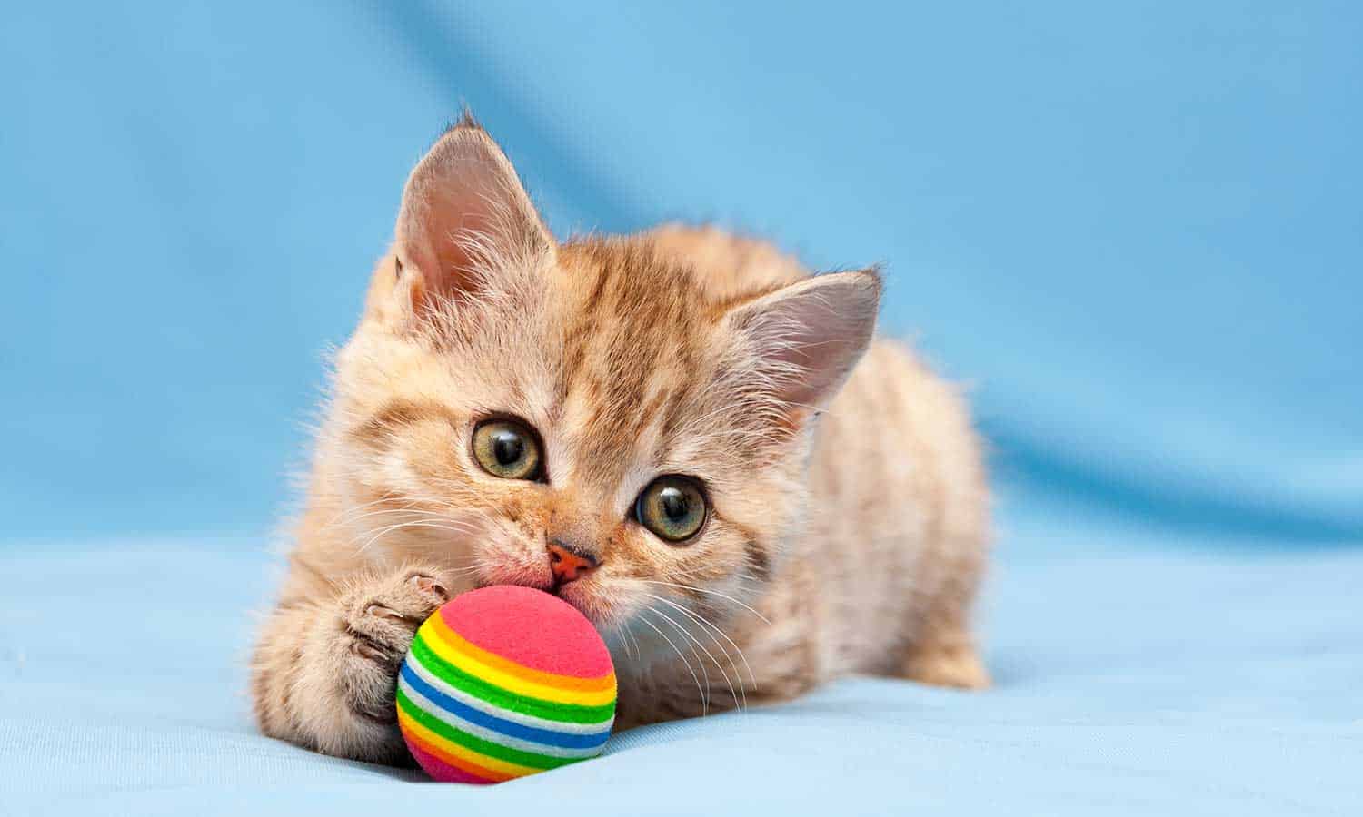 A kitten playing with a multi-colored ball