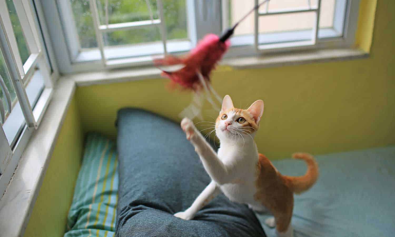 A cat playing with a feather toy