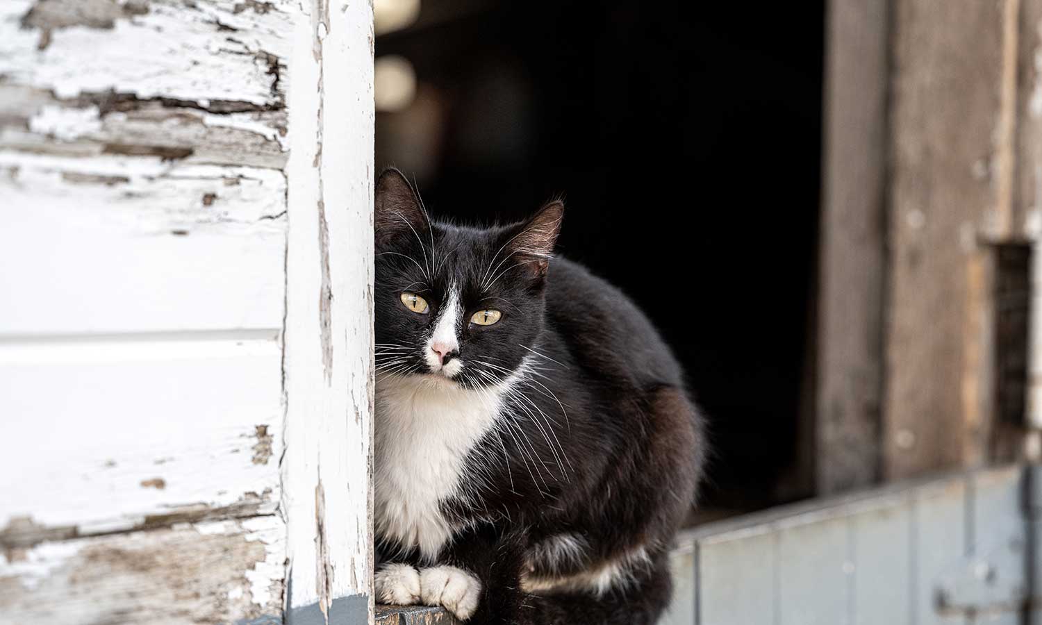A cat in a barn window