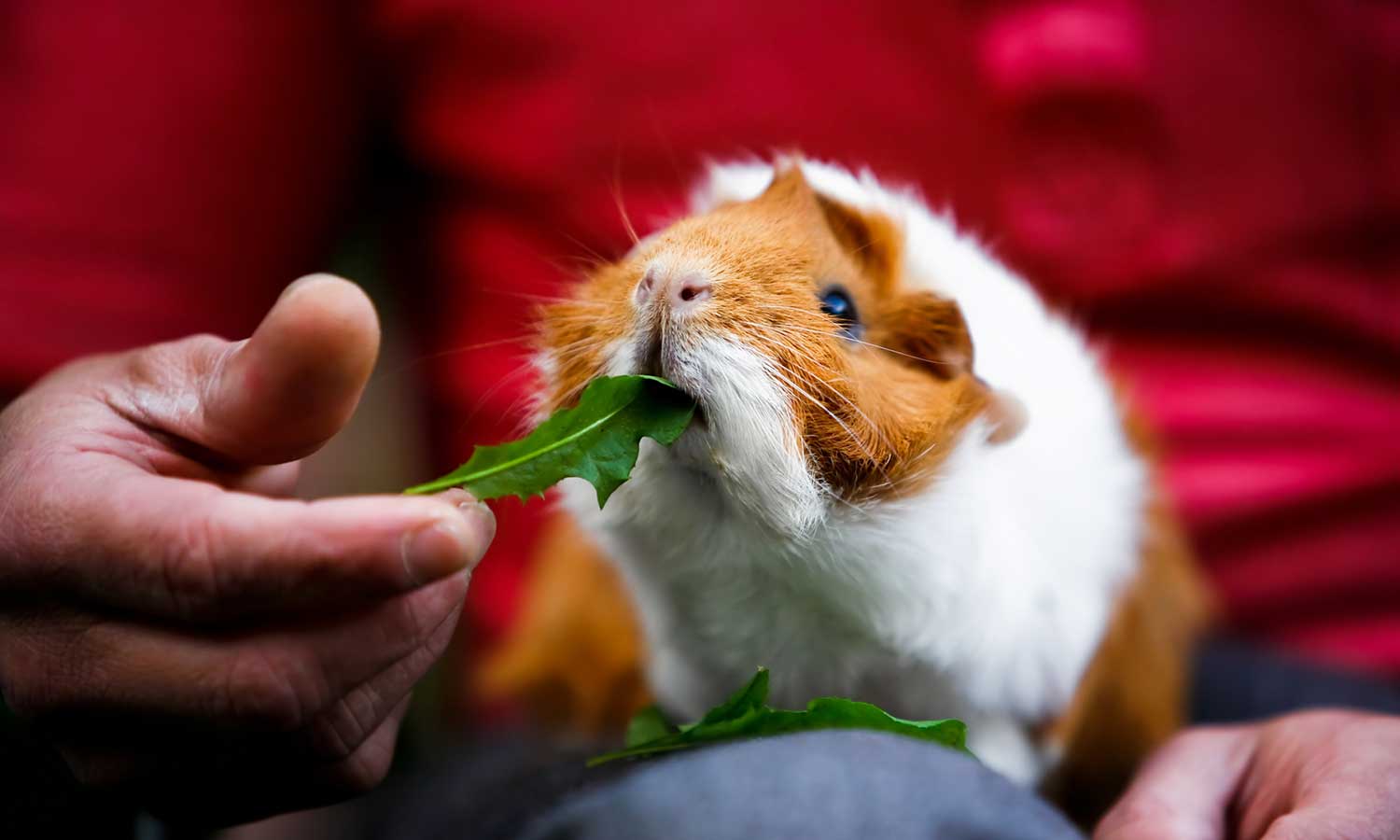 A guinea pig eating a leaf