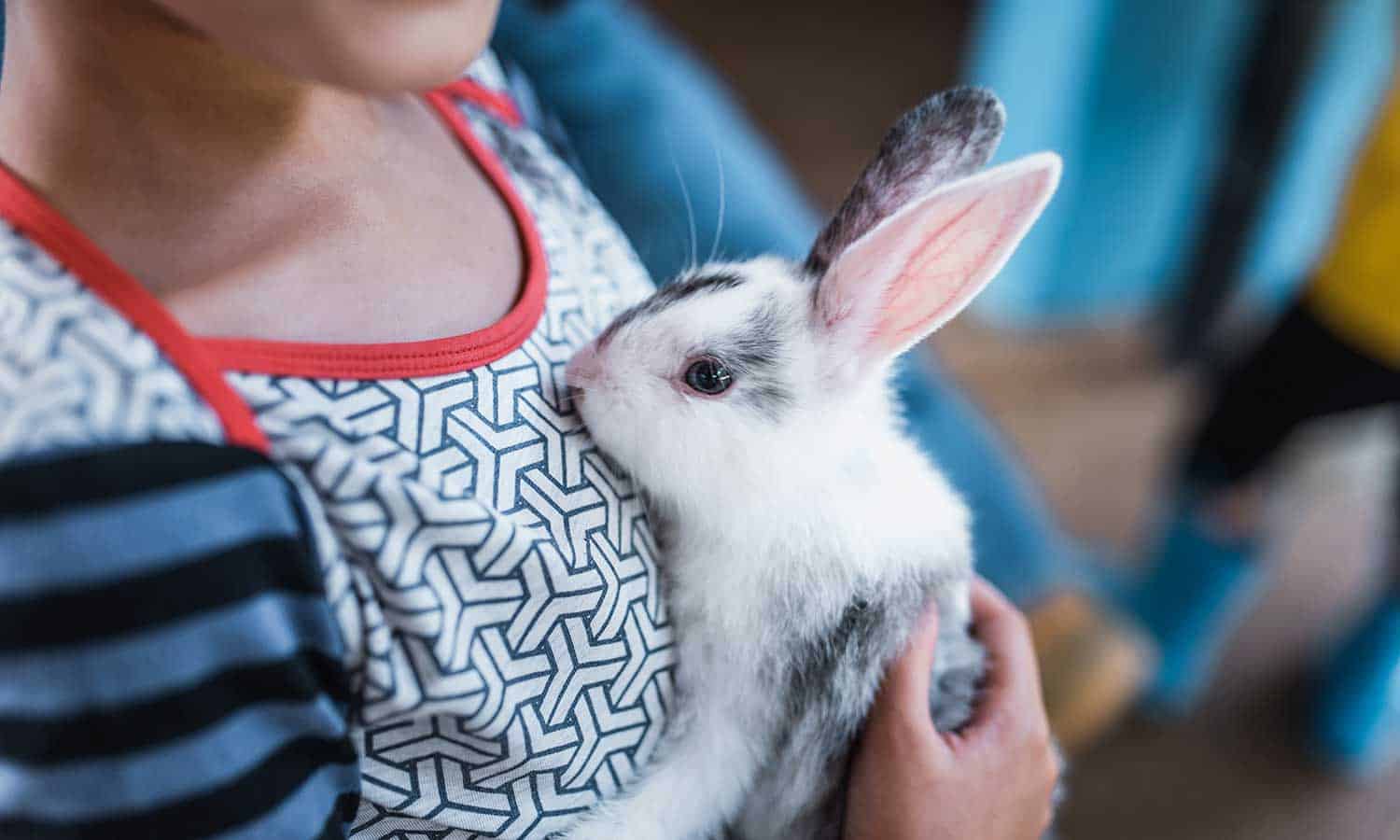 A rabbit being held
